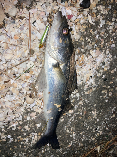 シーバスの釣果