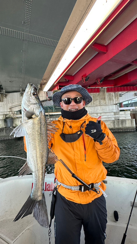 シーバスの釣果