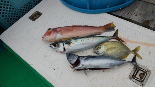 アマダイの釣果