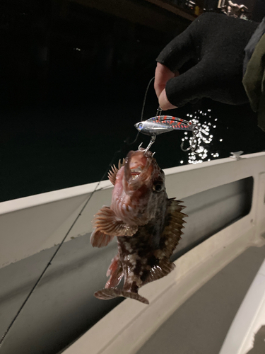 カサゴの釣果