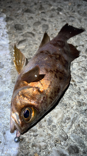 メバルの釣果