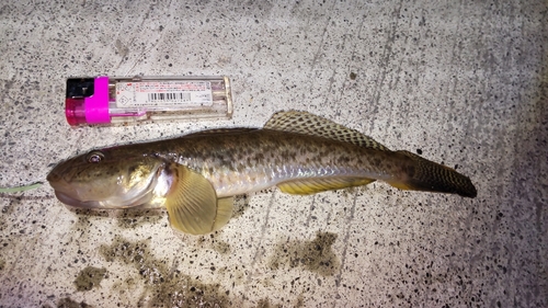 ハゼの釣果