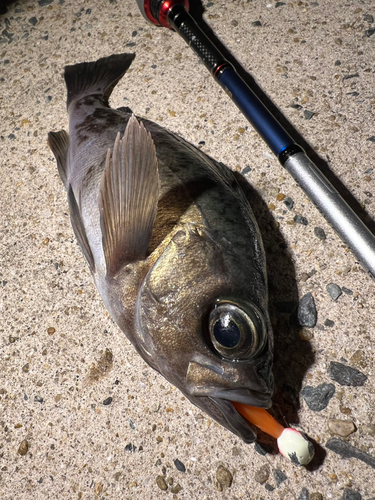 メバルの釣果