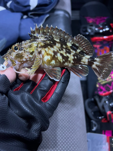 カサゴの釣果