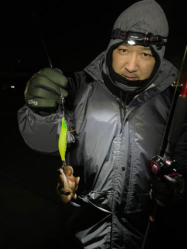 イイダコの釣果