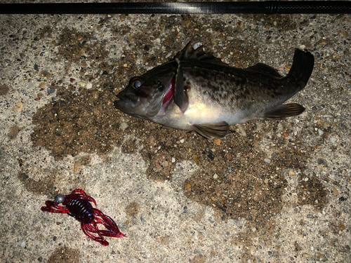 クロソイの釣果