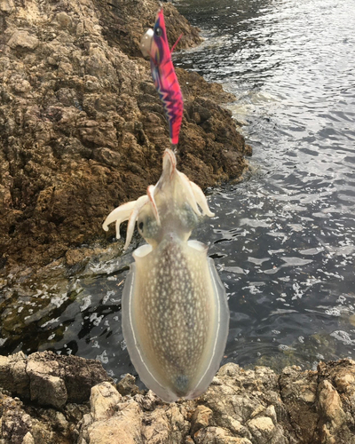 シリヤケイカの釣果