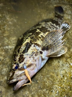 タケノコメバルの釣果