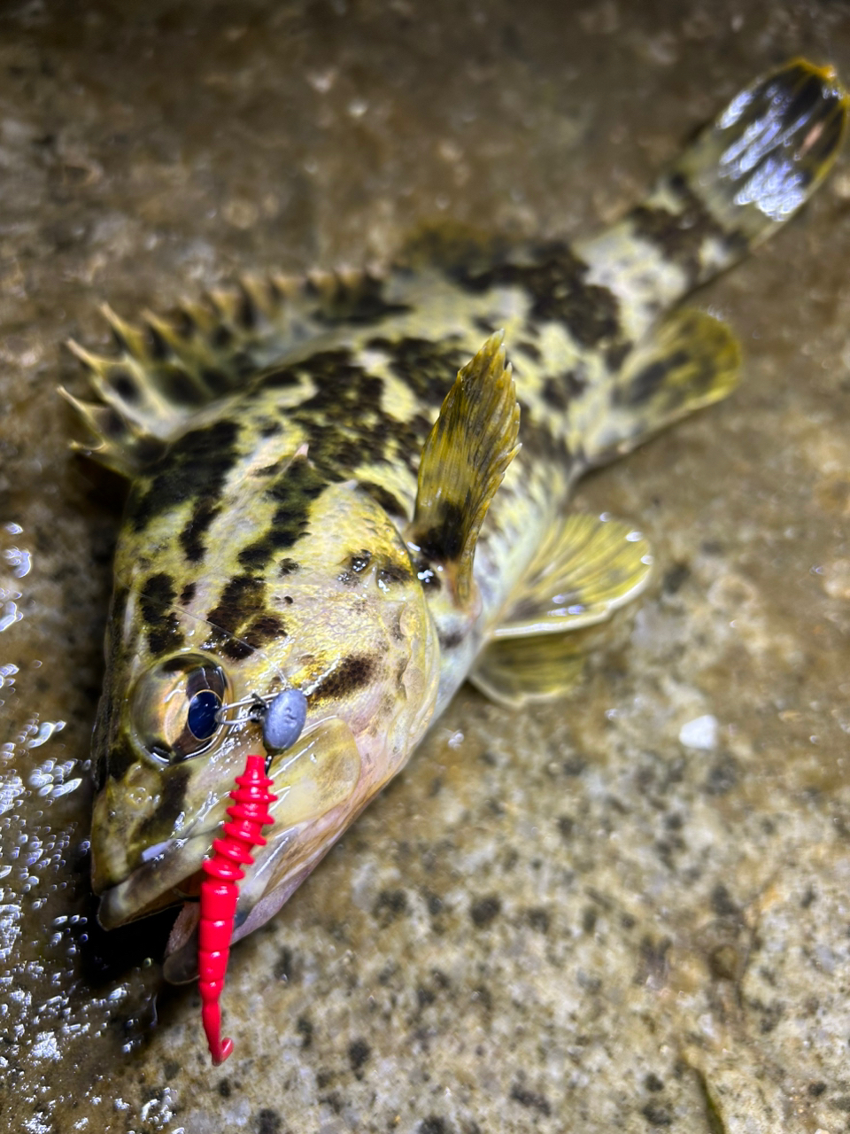 タケノコメバル