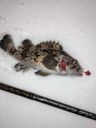 クロソイの釣果