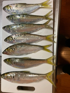 コノシロの釣果