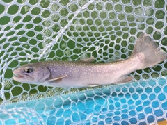 イワナの釣果