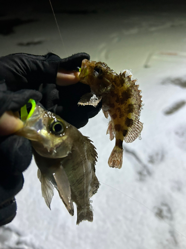 メバルの釣果