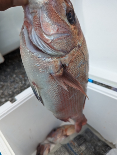 タイの釣果