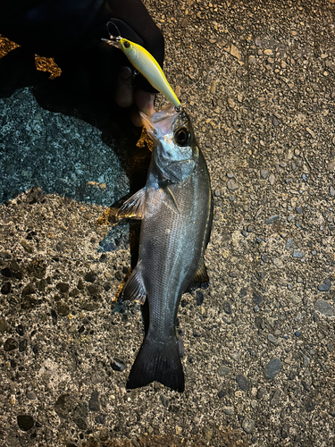 セイゴ（マルスズキ）の釣果