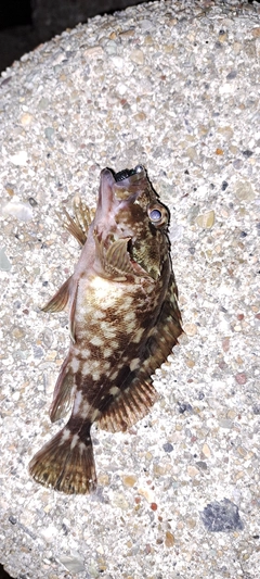 カサゴの釣果