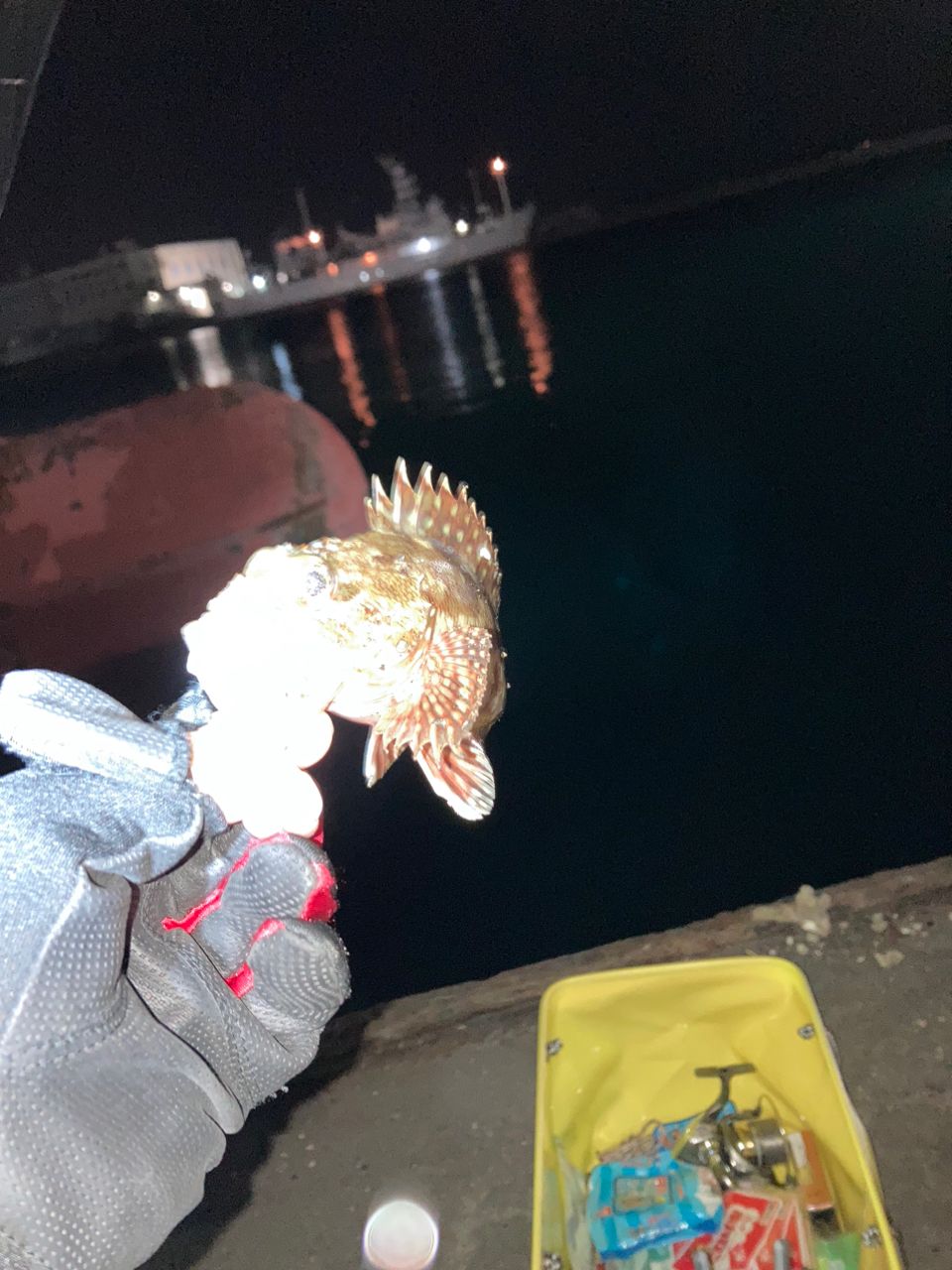 カサゴ