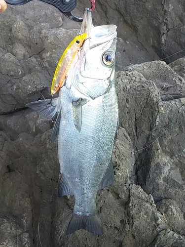 ヒラスズキの釣果