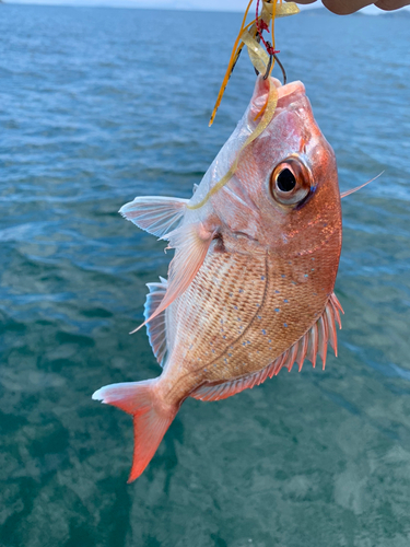 タイの釣果