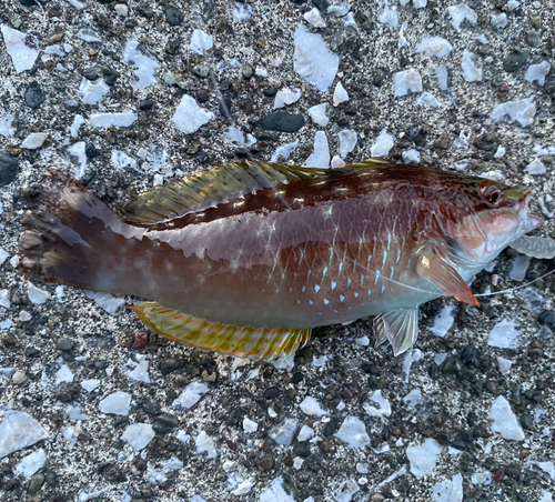 ホシササノハベラの釣果