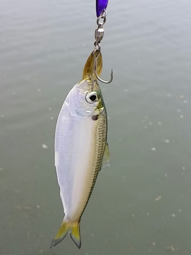 コノシロの釣果