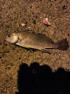 イシモチの釣果