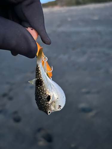 クサフグの釣果