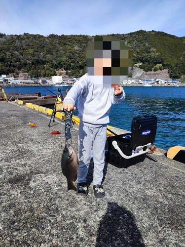 グレの釣果