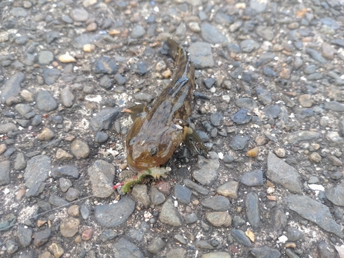 アカオビシマハゼの釣果