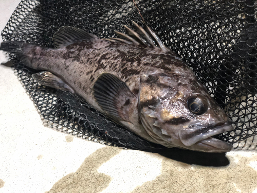 クロソイの釣果