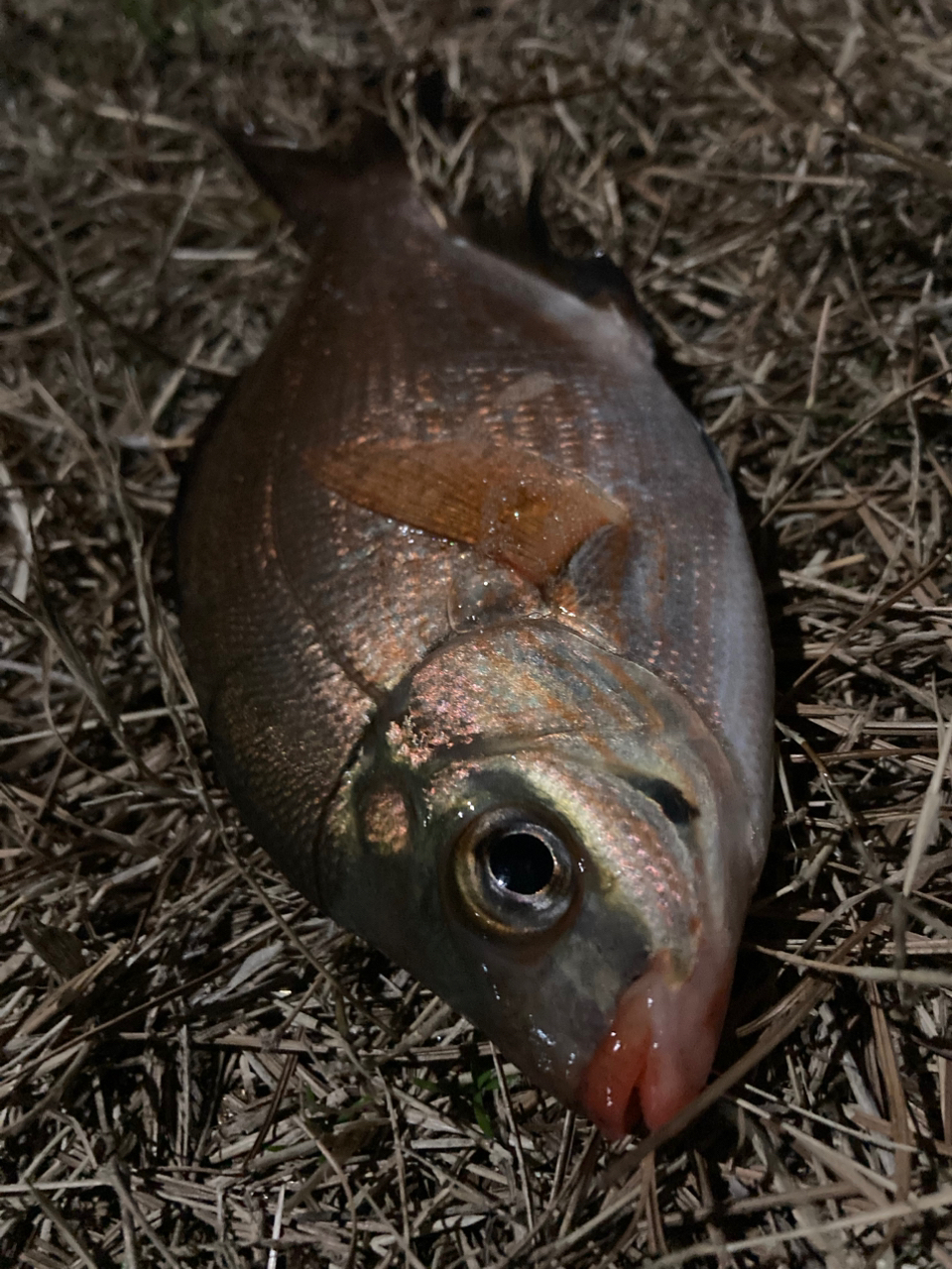 ウミタナゴ