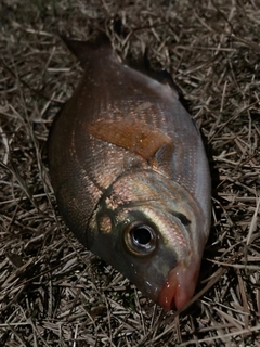 ウミタナゴの釣果