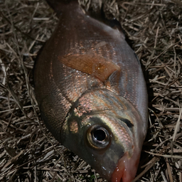 ウミタナゴ