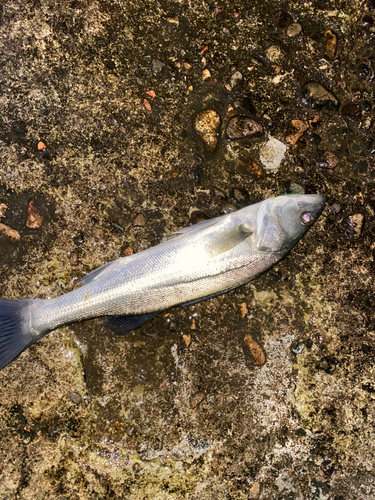 セイゴ（マルスズキ）の釣果