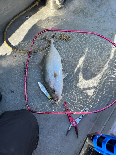 ネイリの釣果