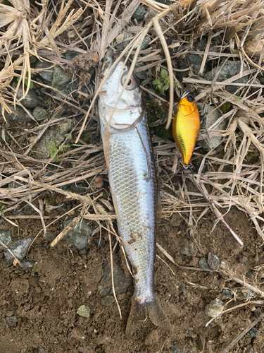 ハスの釣果