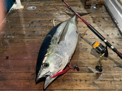 キハダマグロの釣果