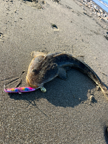 マゴチの釣果