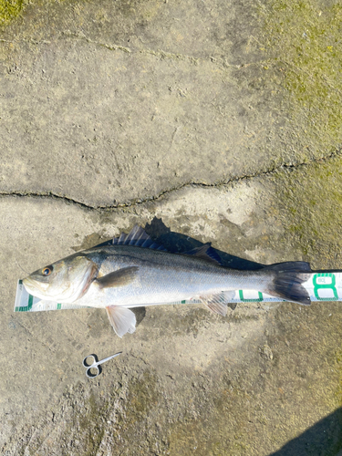 シーバスの釣果