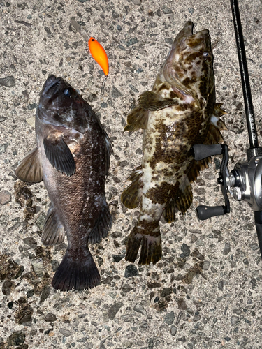 タケノコメバルの釣果