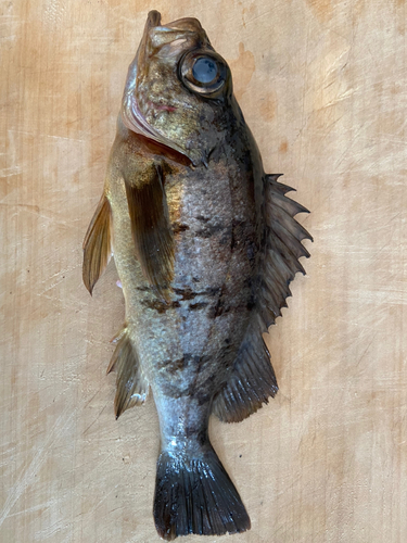 メバルの釣果