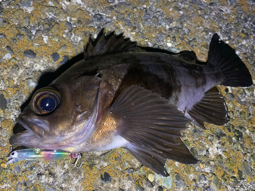 メバルの釣果