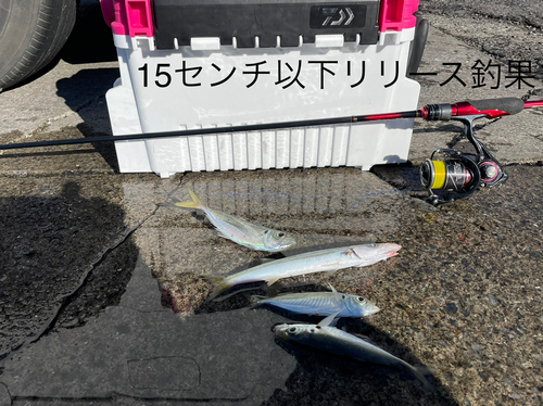 アジの釣果