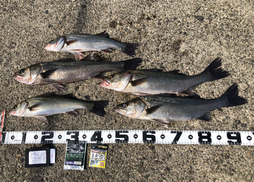 ハネ（マルスズキ）の釣果