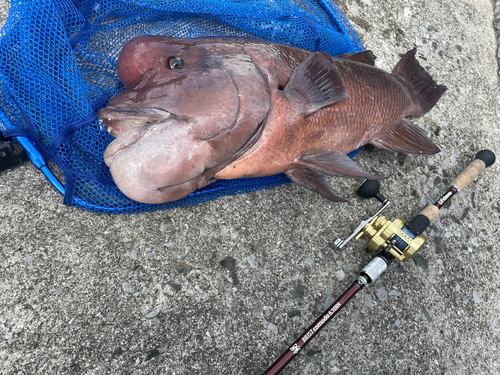 カンダイの釣果