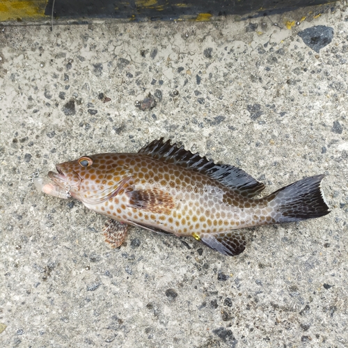 オオモンハタの釣果