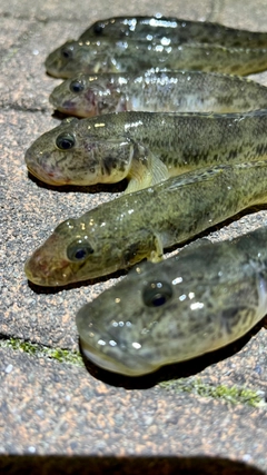 マハゼの釣果