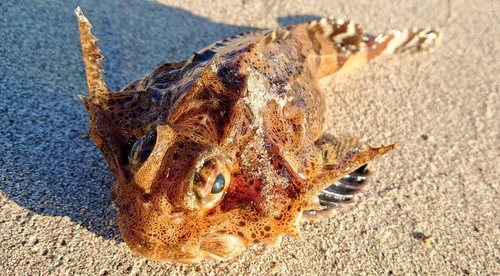 オニカジカの釣果