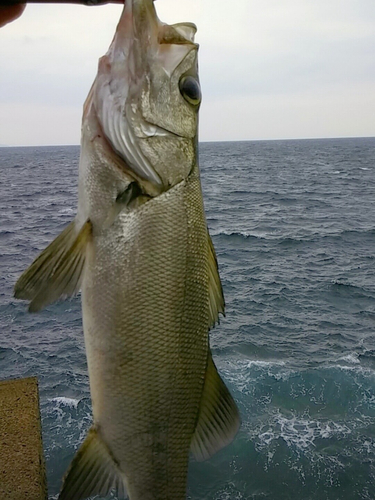 ヒラスズキの釣果