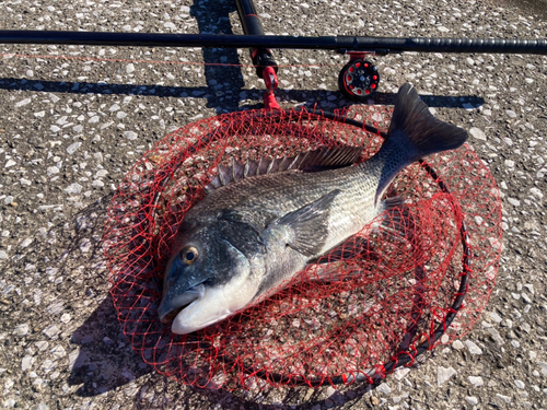 チヌの釣果